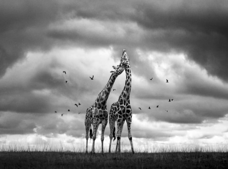 Black and white photo of giraffes in Africa