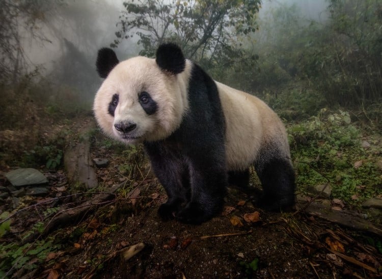 Giant panda in the forest