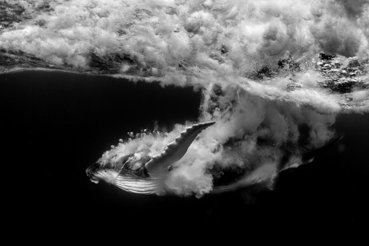 Humpback whale diving into the water in Tonga.