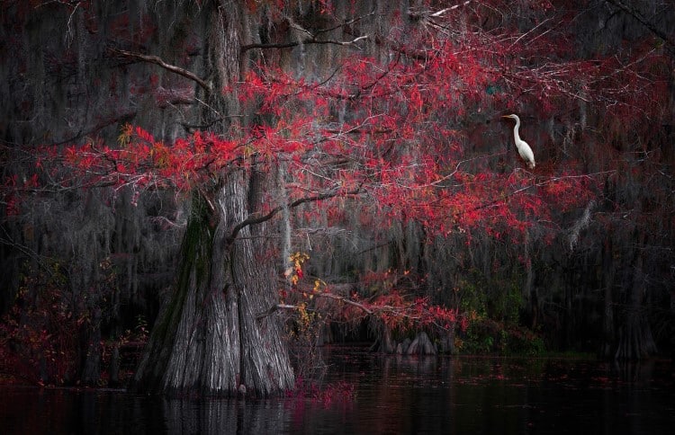 Egret on a tree in the bayou