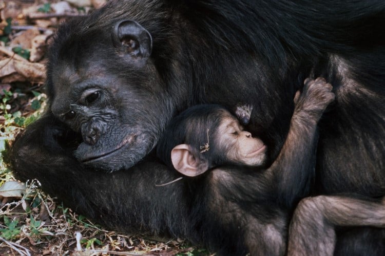 Jane Goodall photo of chimp cuddling her baby