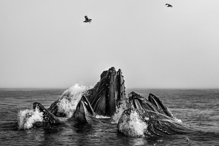 Humpback whales emerging from the sea