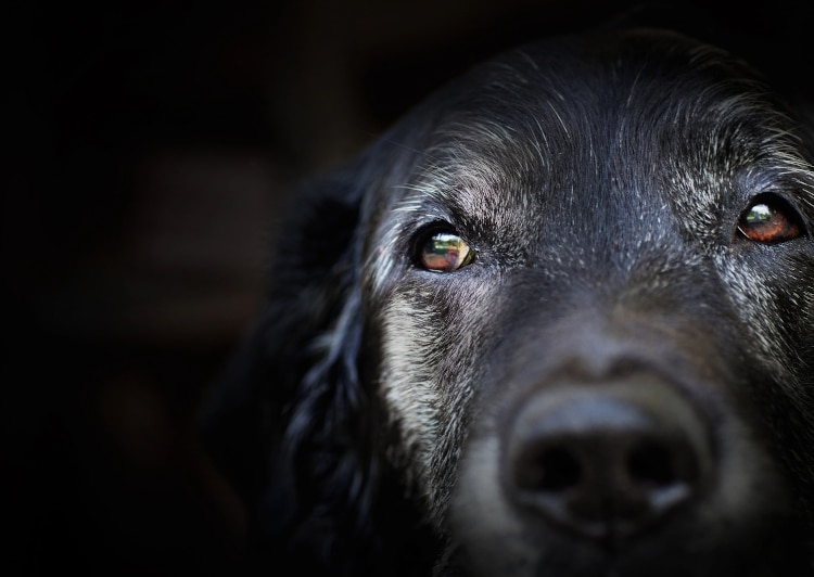 Close up on black dog in front of black background