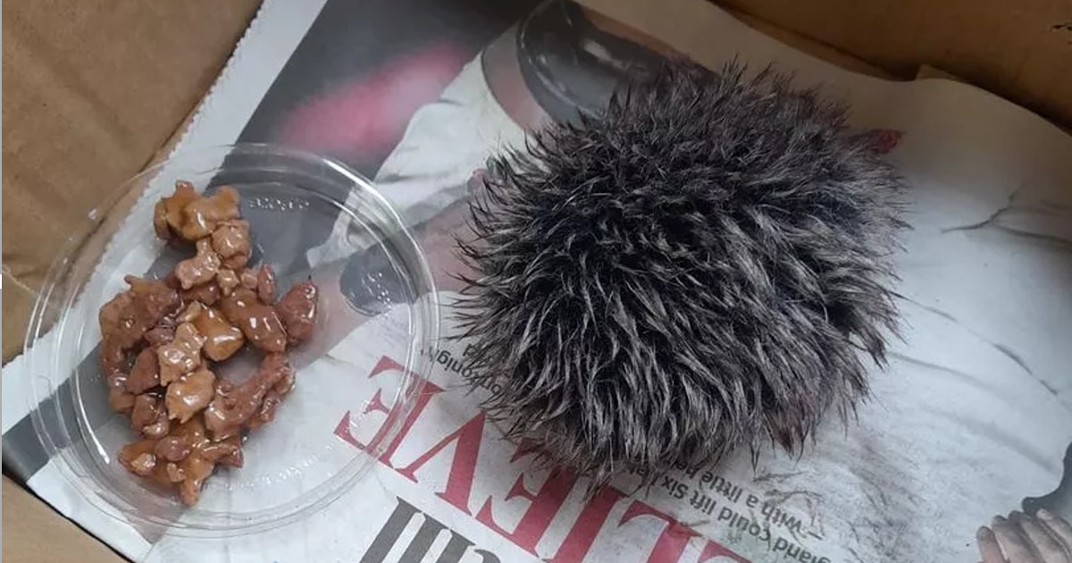 Kindhearted Woman Thinks She’s Rescuing a Baby Hedgehog, But Turns Out It’s a Hat Pom-Pom