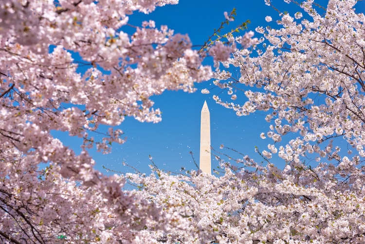 Washington DC, USA with the Washington Monument surrounded by cherry blossoms in spring season.