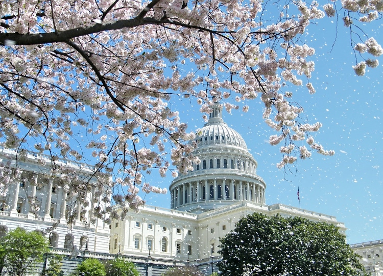 Rain of Cherry Blossoms near Capitol, in Washington DC, USA