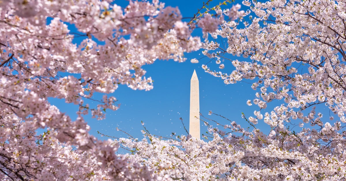 Japan Gifts Washington D.c. 250 New Cherry Trees