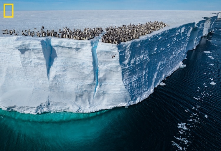 Penguin Chicks Jumping Off Ice Shelf Edge for First Swim