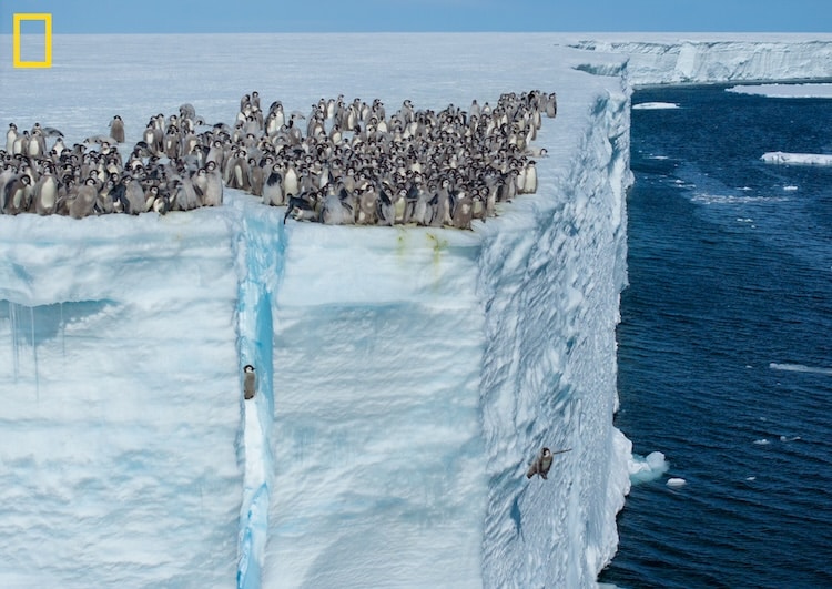 Penguin Chicks Jumping Off Ice Shelf Edge for First Swim