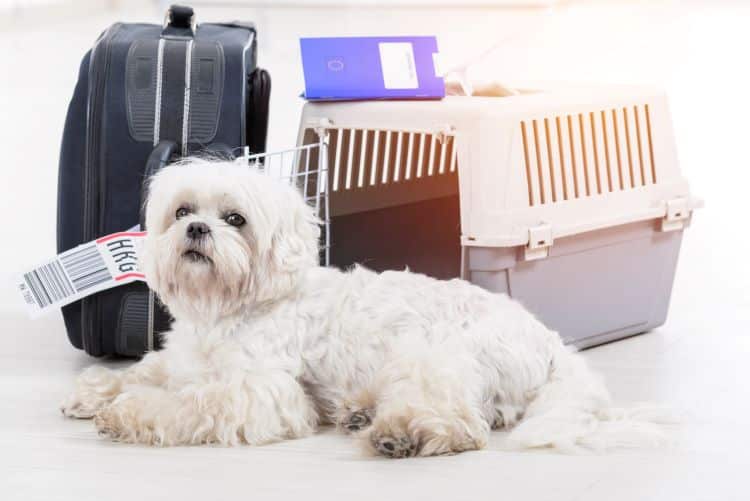 Small White Dog Sitting In Front Of Dog Carrier And Suitcase