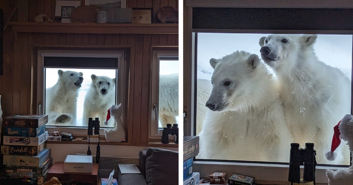 Arctic Researchers Get Surprised by Polar Bear Visitors While Making Breakfast