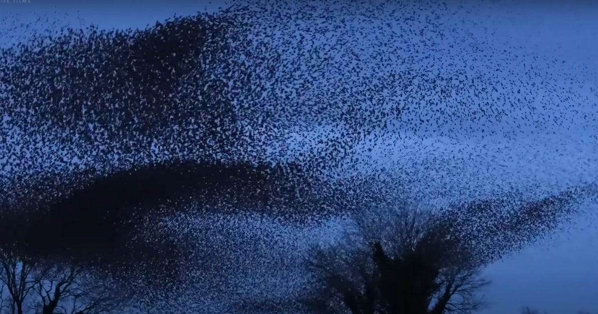 Incredible 4K Footage of Sweeping Starling Murmuration Over the Yorkshire Wetlands