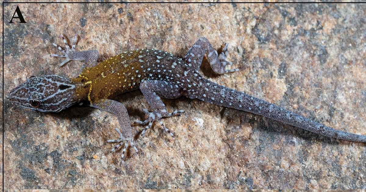 Meet the New Gecko Species Named After Vincent van Gogh