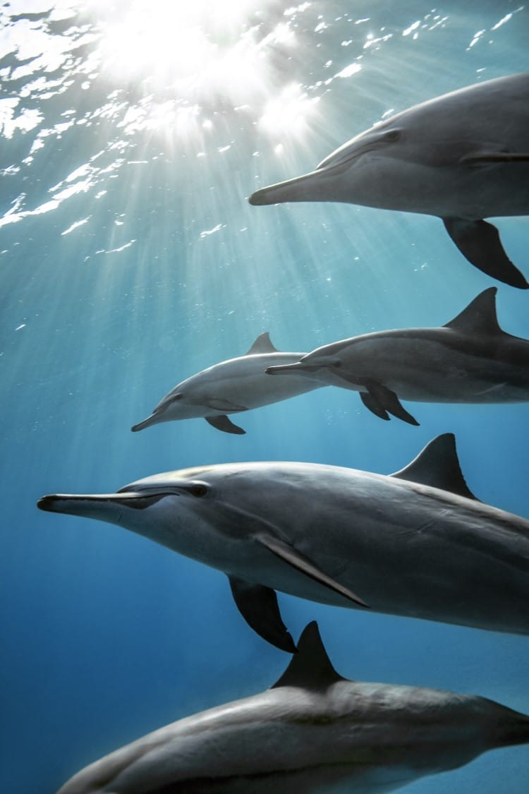 Spinner dolphins under the water