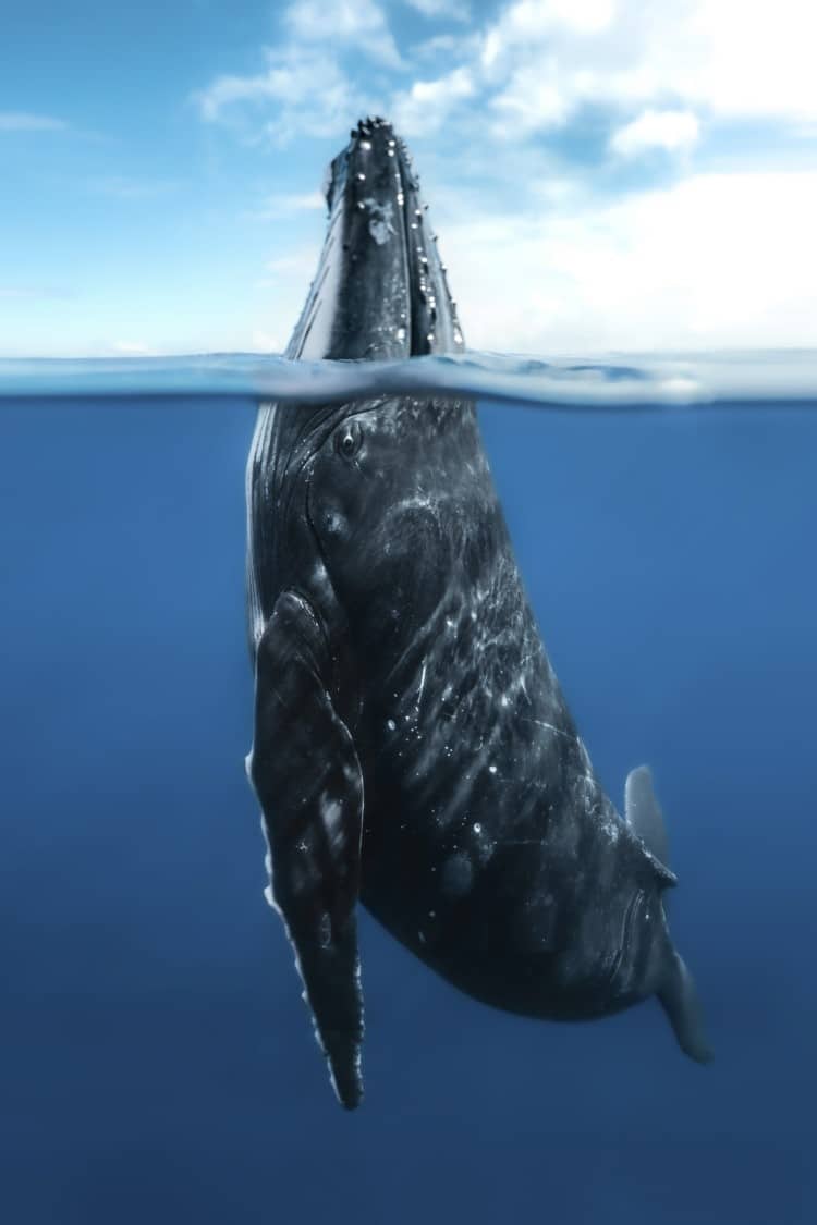 Humpback whale poking its nose out of the water