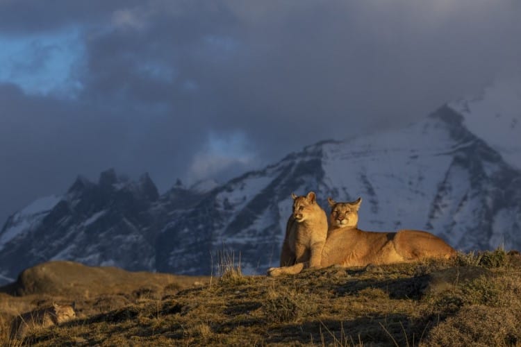 Pumas in Chilean Patagonia