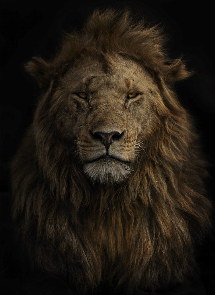 Portrait of a lion from the Maasai Mara