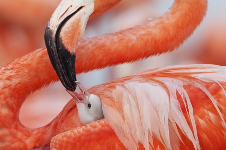 Caribbean flamingo feeding a chick