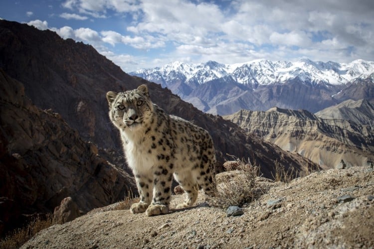 Snow leopard photographed in the Indian Himalayas