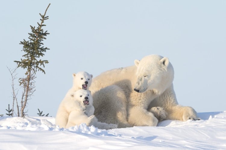 Polar bear sitting with her cubs in Manitoba