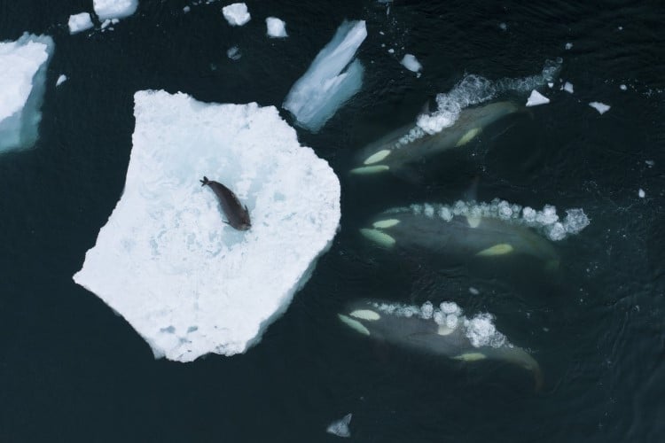 A pod of B1 Antarctic killer whales preparing to ‘wave wash’ a Weddell seal off a piece of sea ice and into the water so they can eat it.