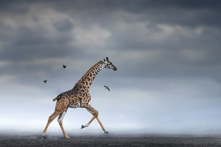 Giraffe running