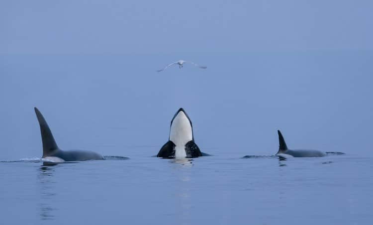 Cristina Mittermeier photo of orcas rising out of the water in British Columbia