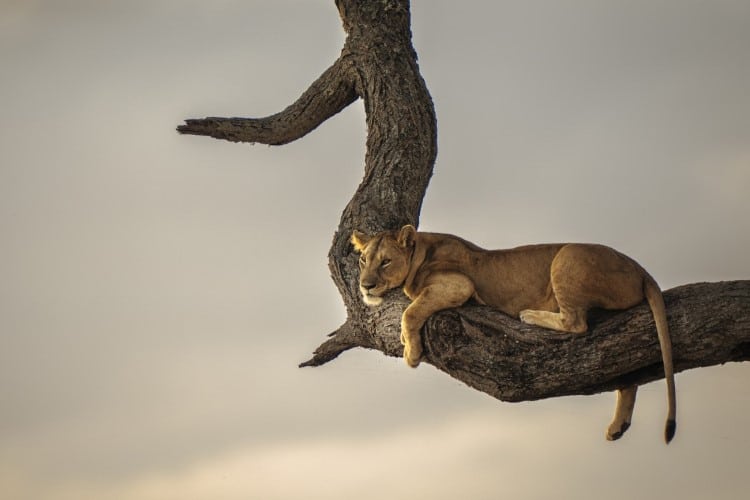 Lioness resting on a branch at sunset in Tarangire