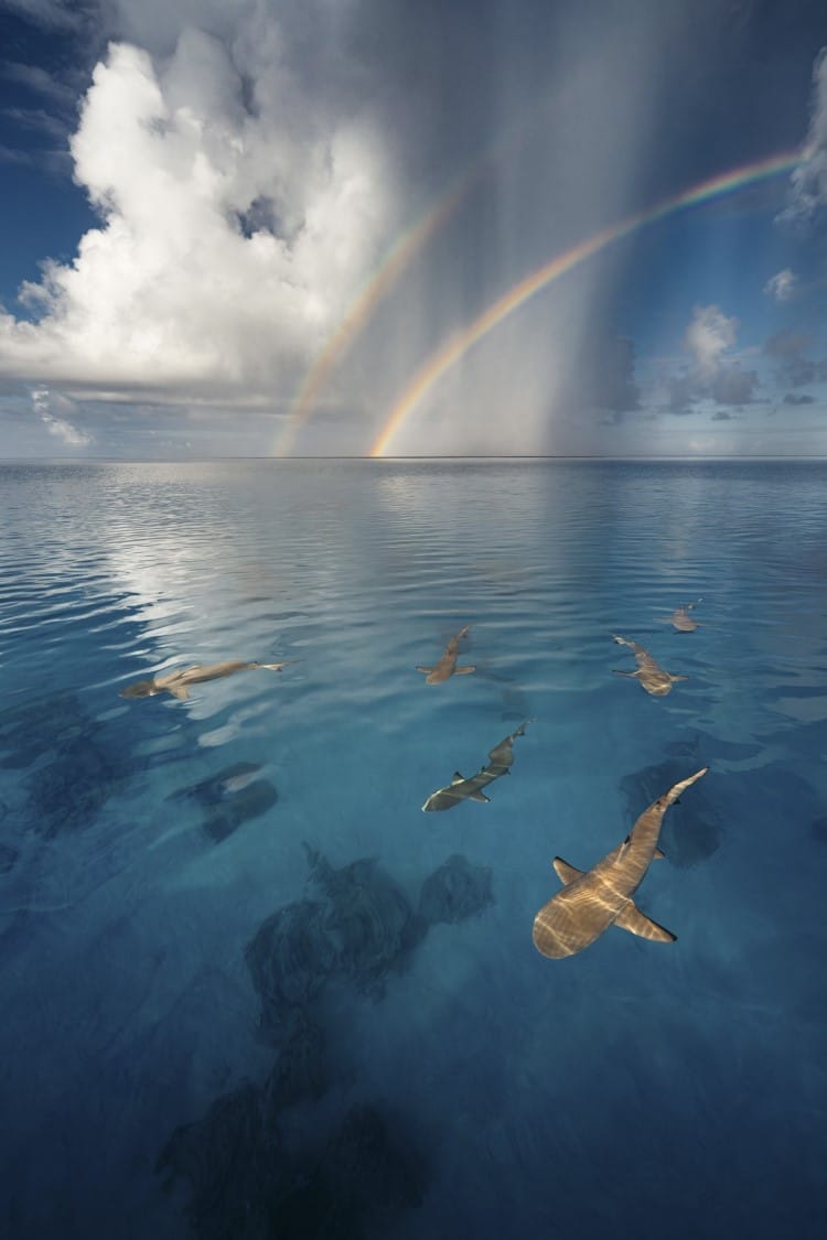 Reef sharks in French Polynesia with rainbows in the sky