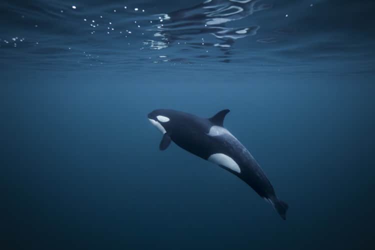 Female orca underwater in Norway