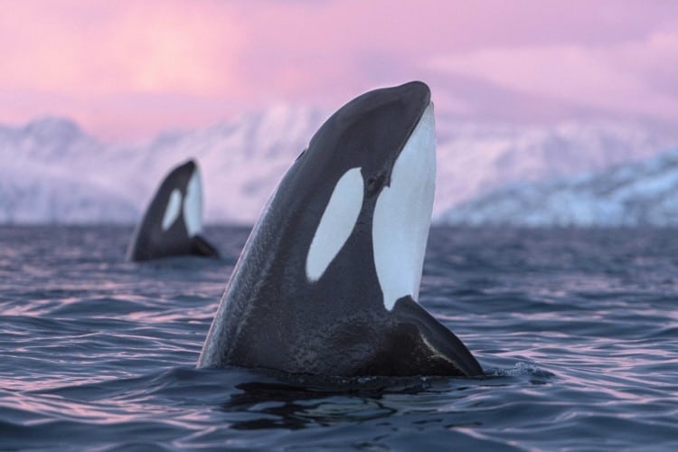 Two orcas hopping out of the water in a fjord in Norway