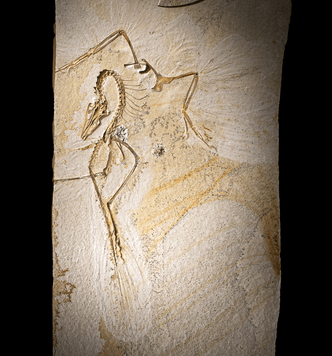 Archaeopteryx fossil slab