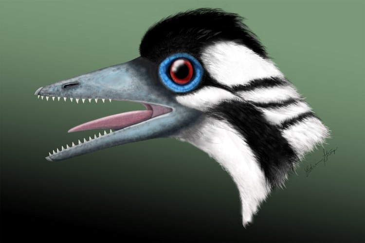 Archaeopteryx Head illustration