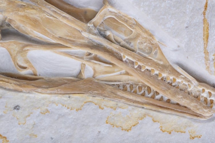 Archaeopteryx Skull Fossil