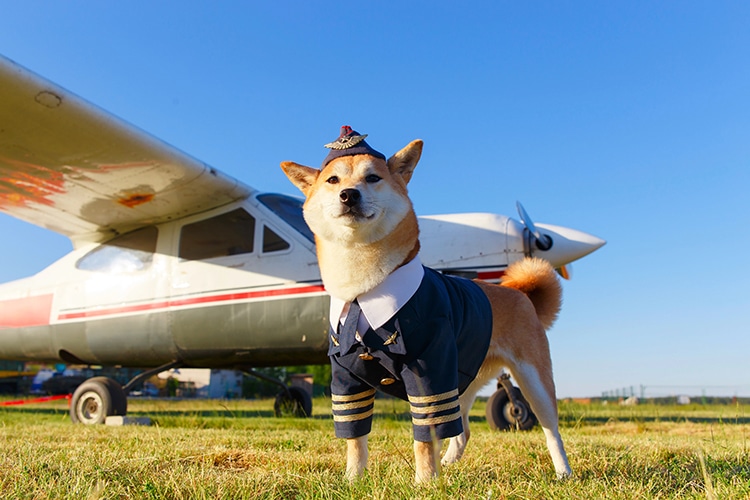 Photo of an Akita Inu dog in a pilot suit at the airport; Only humans will be piloting Bark Air flights for dogs