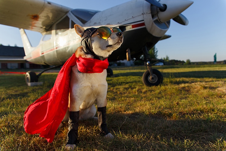Flying ace dog will not be pilot for Bark Air, but will be able to travel in style.