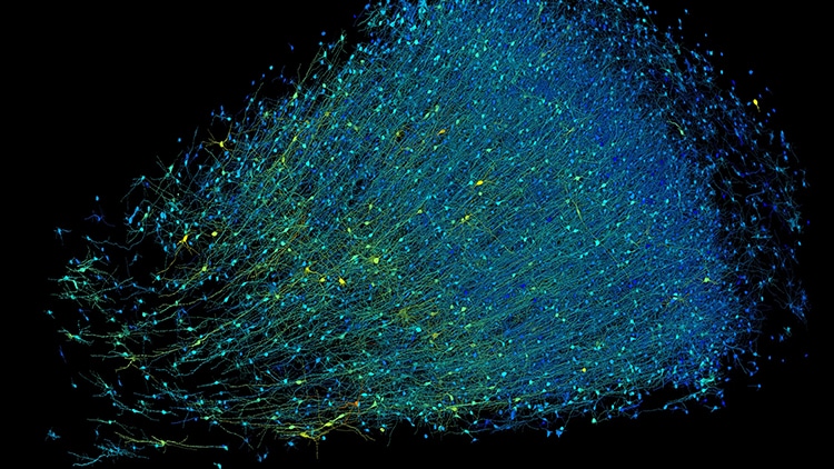 Brain map of excitatory neurons colored by their depth from the surface of the brain. Blue neurons are those closest to the surface, and fuchsia marks the innermost layer.