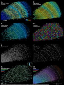 Google and Harvard Team Up to Make the Most Detailed Map of Human Brain ...