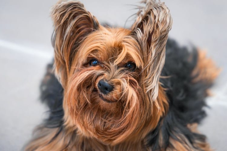 Funny Picture of a Yorkie