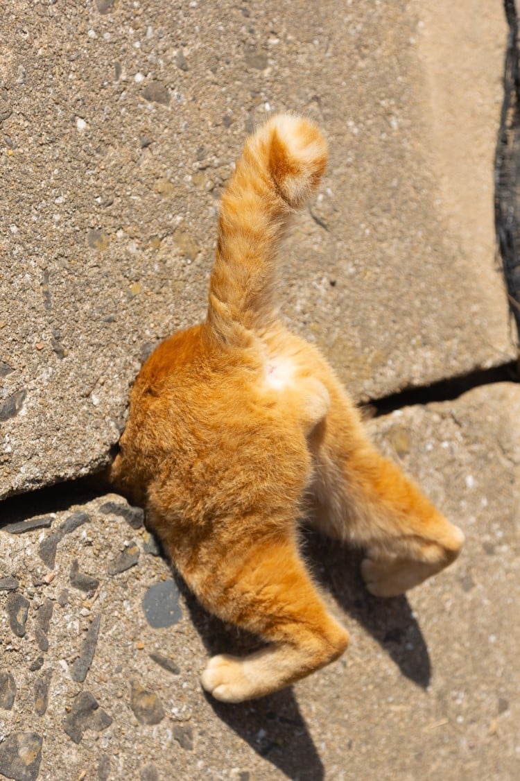 Cat butt sticking out of a crack in the wall