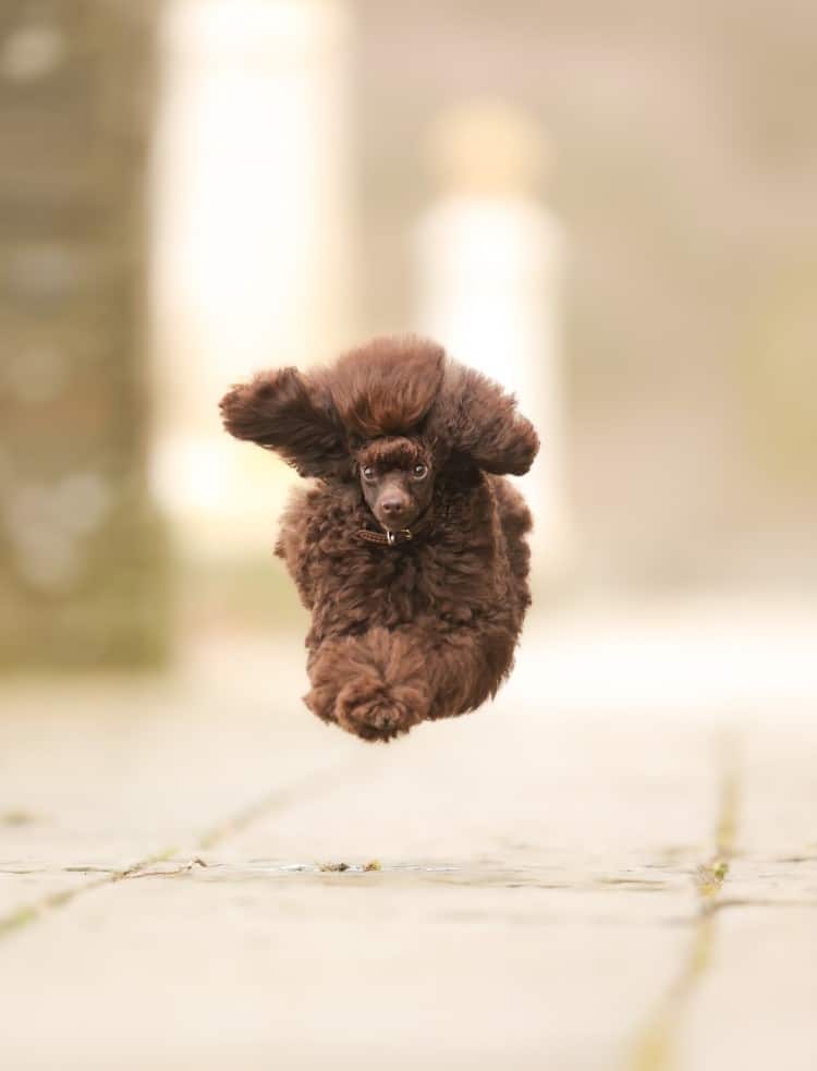 Small brown poodle jumping
