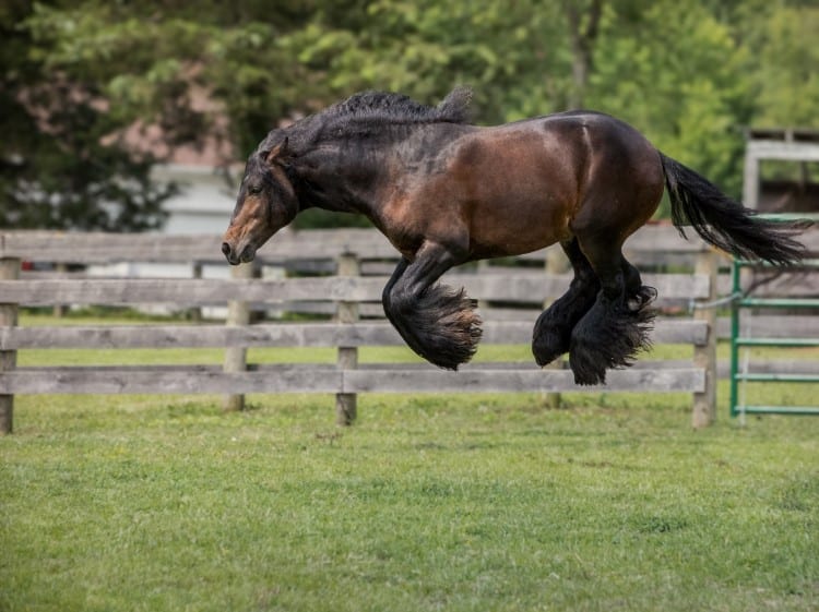 Gelding leaping off the ground