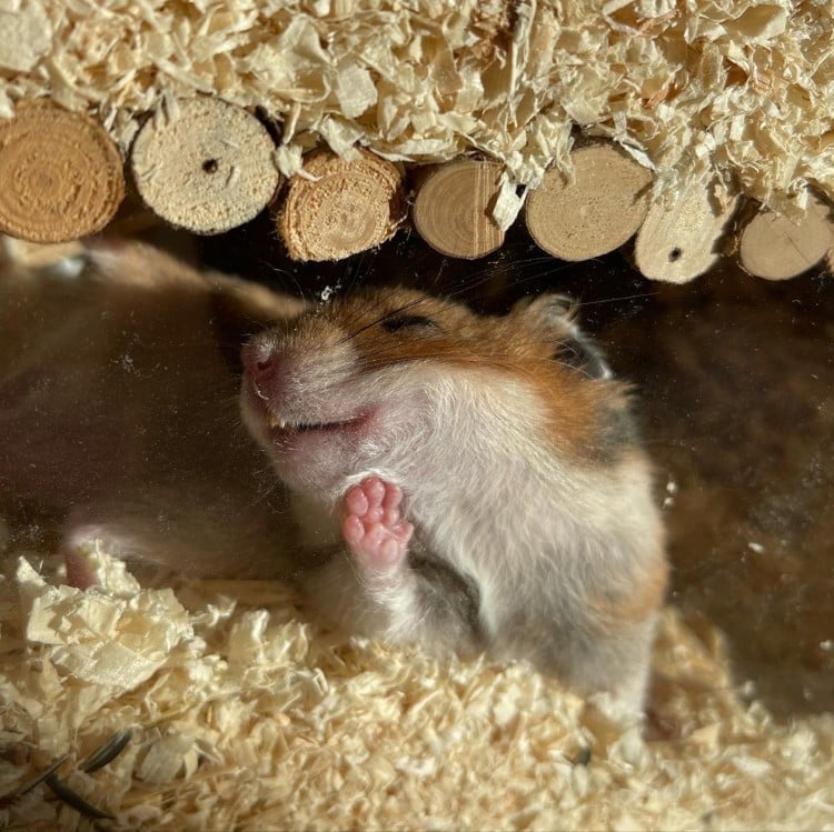 Hamster pressing against the glass of its cage