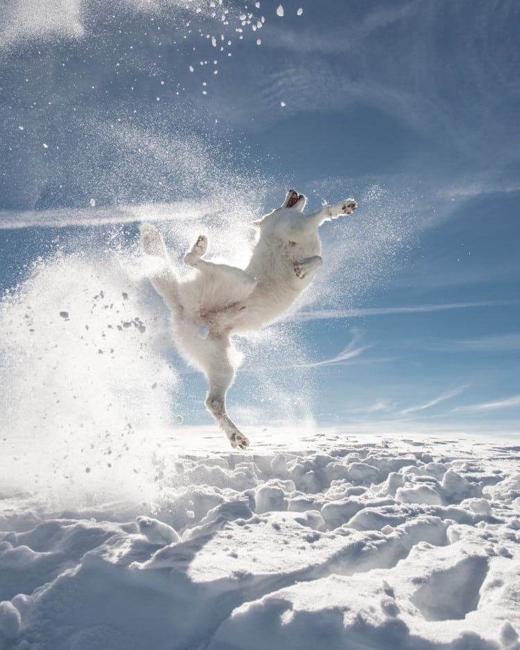White dog leaping out of the snow to catch a snowball