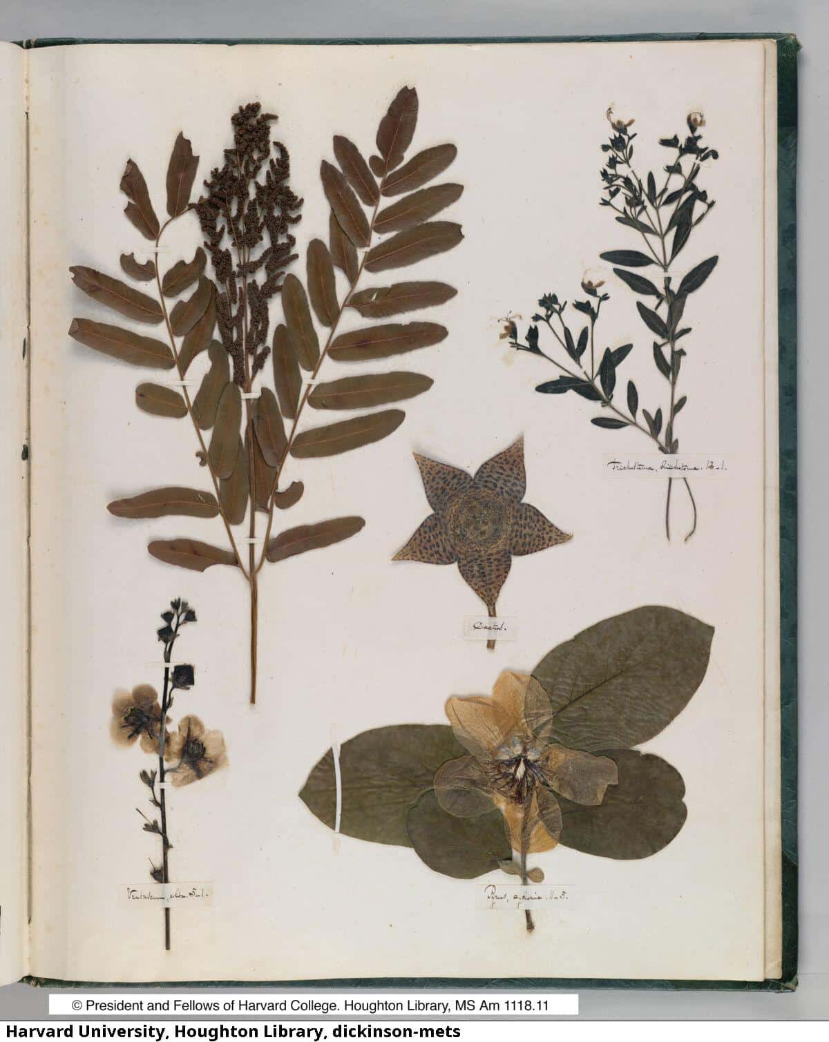Plants arranged on a page in Emily Dickinson's herbarium