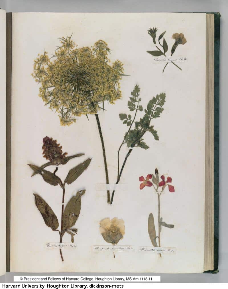 Plants arranged on a page in Emily Dickinson's herbarium