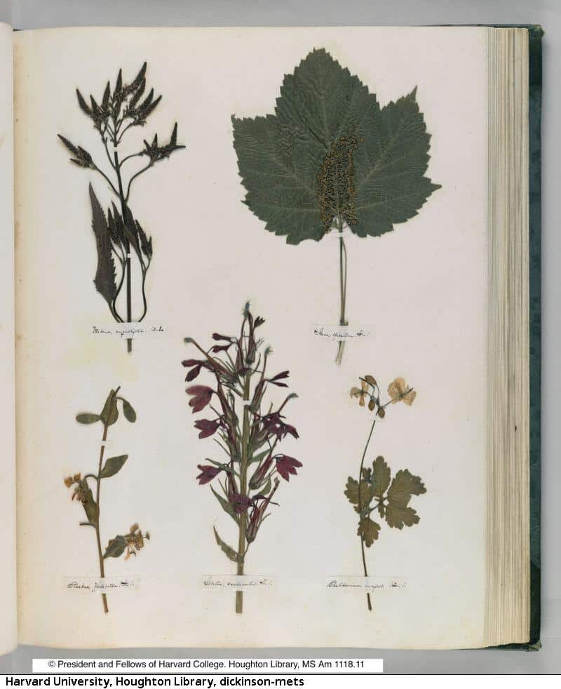 Plants arranged in a Emily Dickinson's herbarium