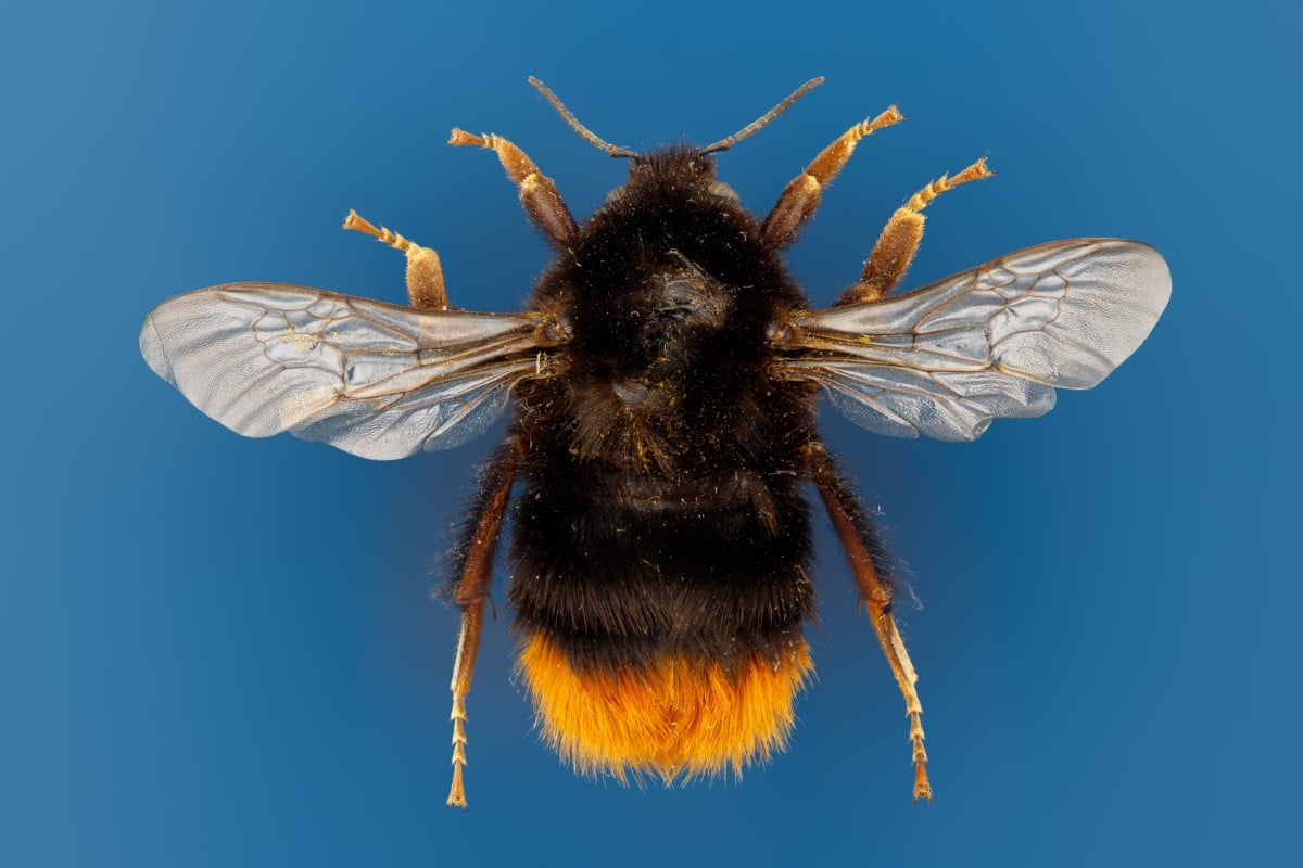 Female Red-tailed bumblebee (Bombus lapidarius)