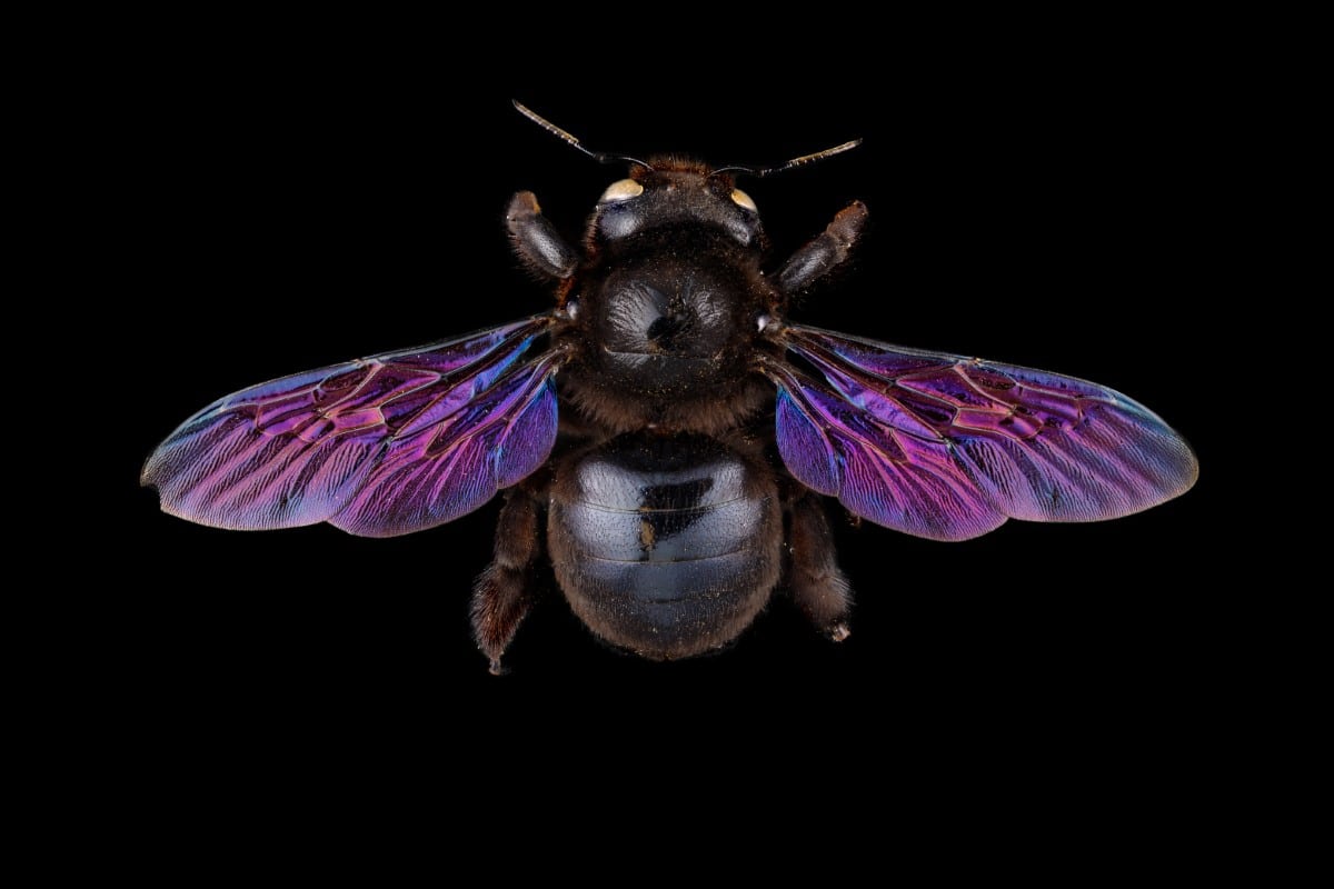 Female Violet Carpenter bee (Xylocopa violacea)