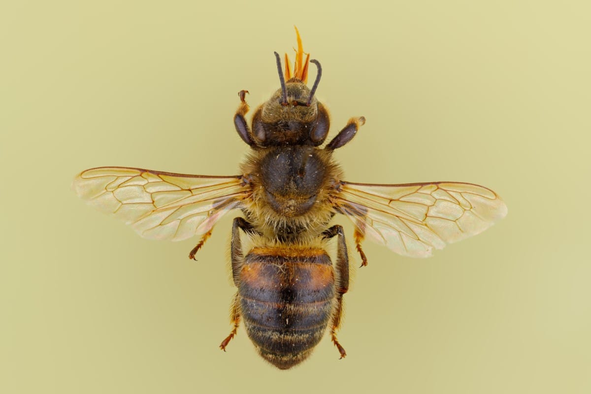 Female worker European Honeybee (Apis melifera)